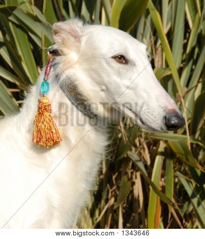 Greyhound