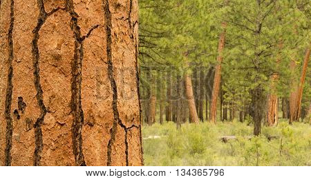 A large variety of trees populate Dechutes County in Oregon