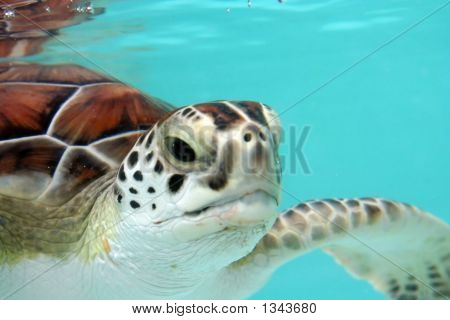 Veden Turtle lähikuva