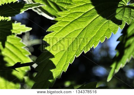 closeup nice green leaf of nette plant