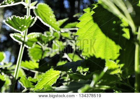 closeup nice green leaf of nette plant