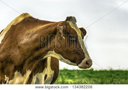 Red and White Holstein head and neck looking to the right