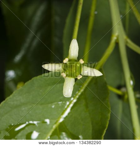 Small flower on European or Common Spindle Tree Euonymus Europaeus macro selective focus shallow DOF