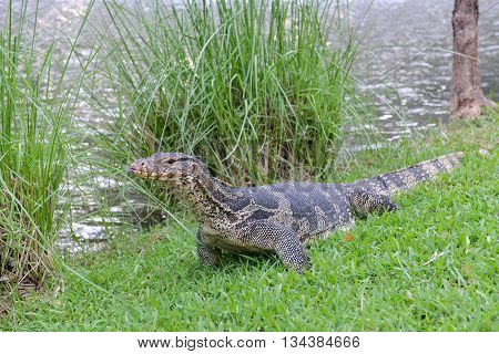Water monitor walking at beside a pond