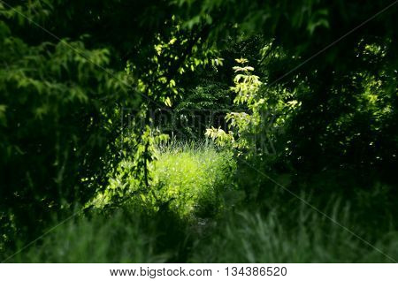 Summer colored landscape in green blossoming wood