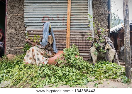 ROAD TO LALIBELA ETHIOPIA - AUGUST 23 2015: Unidentified person work in a khat farm. Chewing khat is legal in Ethiopia and the leave of the trees are exported especially in arabian countries.