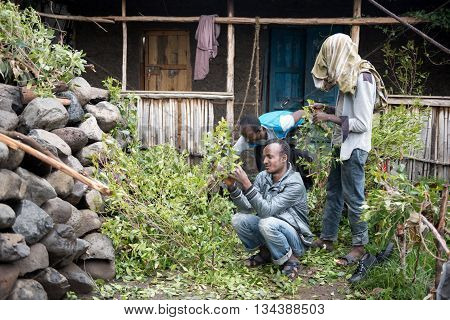 ROAD TO LALIBELA ETHIOPIA - AUGUST 23 2015: Unidentified person work in a khat farm. Chewing khat is legal in Ethiopia and the leave of the trees are exported especially in arabian countries.