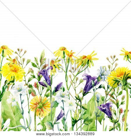 Meadow watercolor flowers card. Watercolor wild bellflowers dandelion daisy weeds and herbs background. Hand painted natural illustration