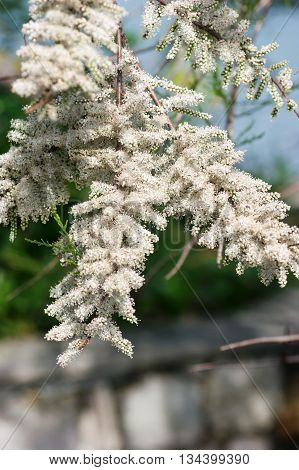 Tamarisk branch with white flowers, collected in inflorescence