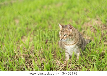 Cute domestic cat in the outdoor.