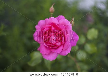 Beautiful pink rose flower. Pink rose in garden. Natural pink rose flower close up on green bush