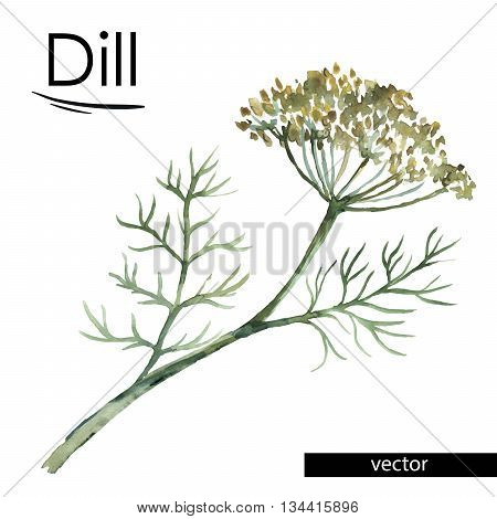 dill. vector color illustration painted with watercolors