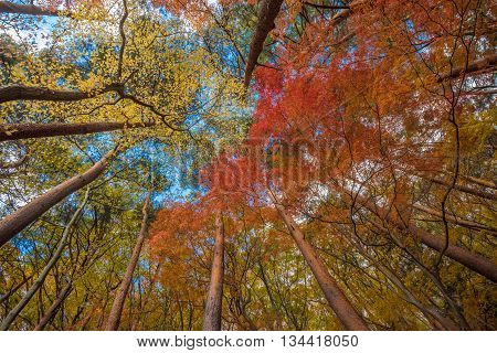 Autunm Trees