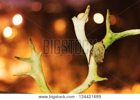 Bat sitting on reindeer horns, krasyvoe bokeh, nightlife animals