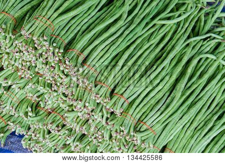 yardlong bean harvested and bundled before sale to customer