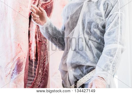 Veterinary at meat inspection in slaughterhouse