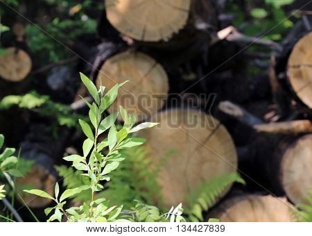 young green fern polypodiophyta leaves growing amongst sawn tree trunks