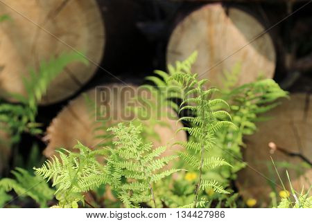 young green fern polypodiophyta leaves growing amongst sawn tree trunks
