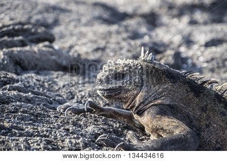 Close-up of a Galapagos iguana asleep on the lava rocks.