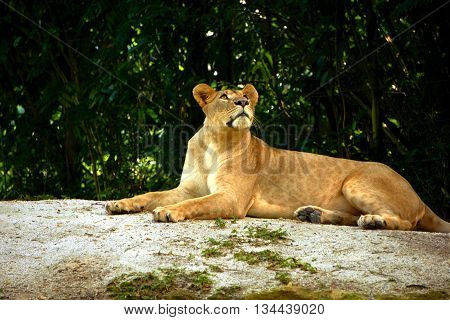 female lion lying on the rock in the zoo