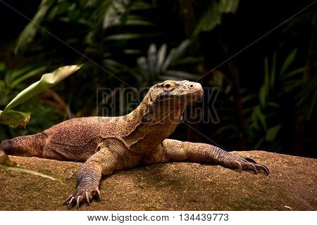 big komodo dragon lizard resting on the rock