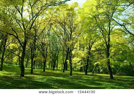 Summe jardin