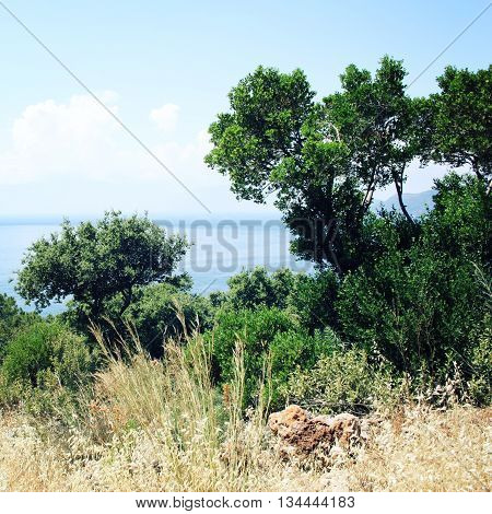 View of Mediterranean Sea from Cape Gelidonya. Pine trees on the southern coast of Turkey. Calm blue sea and clear sky. Spring sunny day in Antalya province Turkey.