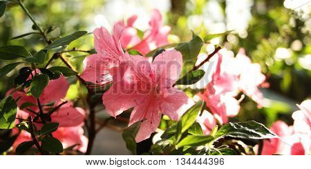 Pink Azalia flowers. Retro filter photo. Branch of pink Rhododendron. Flowering bush. Flowers bloom in spring season. Beautiful rhododendron in the Botanic garden. Aged photo.
