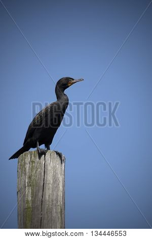 This is a photo of a Cormorant sitting on a pole in the canal