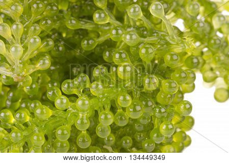 Green Caviar On White Background