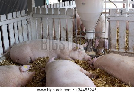 Pigs Sleeping Beside Hog Feeder