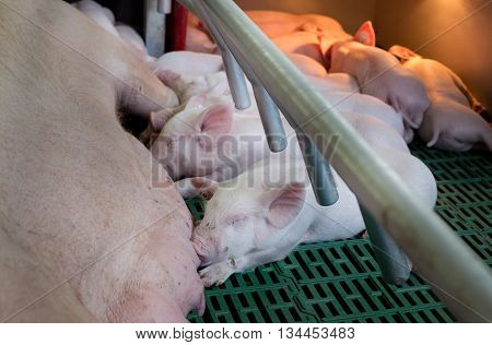 Piglets Suckling In Enclosure