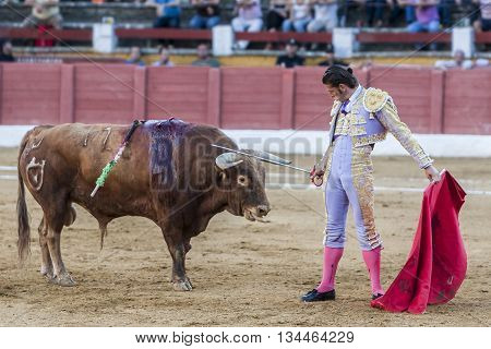 Andujar Spain - September 10 2011: The Spanish Bullfighter David Valiente bullfighting with the crutch in the Bullring of Andujar Spain
