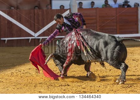 Pozoblanco Spain - September 24 2011: The Spanish Bullfighter Finito de Cordoba bullfighting with the crutch in the Bullring of Pozoblanco Spain