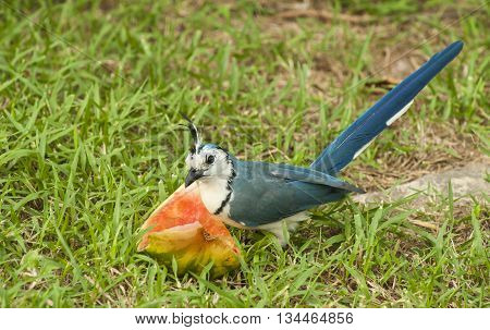 Magpie jay sits in the grass eating a slice of watermelon