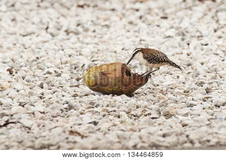 Rufous-naped wren eats coconut sitting on white rocks