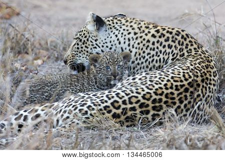 Leopard mother cares for her cub in the gathering darkness