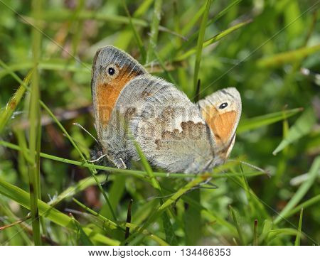 Small Heath Butterflies - Coenonympha pamphilus Pair mating