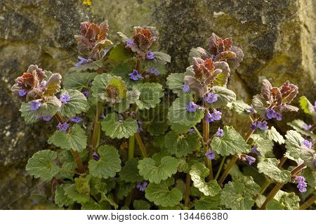 Ground Ivy - Glechoma hederacea 
Ground cover plant