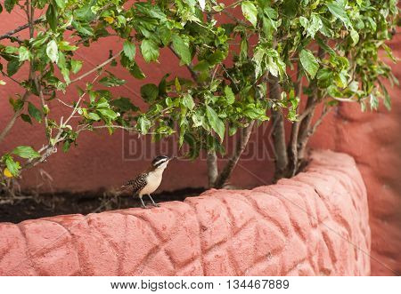 Rufous-naped wren hides from the rain under the hibiscus bushes