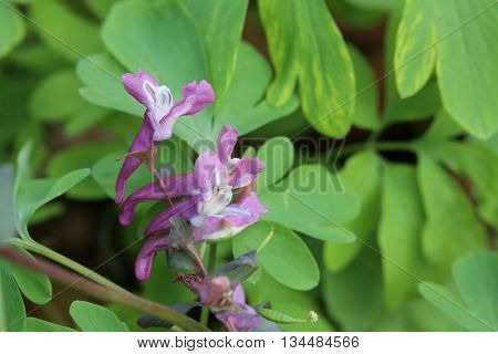 Corydalis Cava, A Species Of Fumewort, With Blossoms
