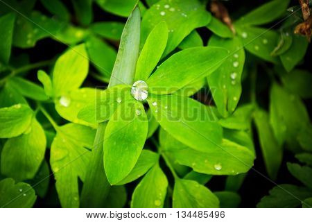 abstract green leafs with water drops after fain