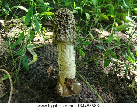 mushroom Veselkathe fruit is a white porous stem with a noble simplicity hat covered with mucus
