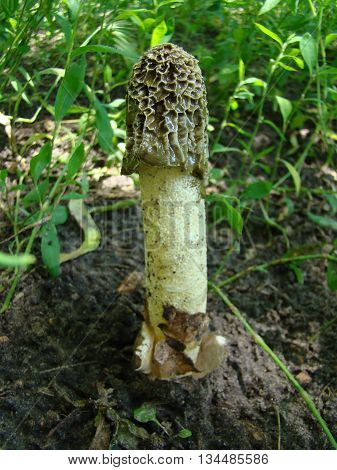 mushroom Veselkathe fruit is a white porous stem with a noble simplicity hat covered with mucus