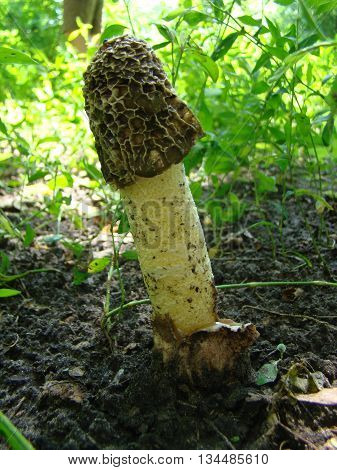 mushroom Veselkathe fruit is a white porous stem with a noble simplicity hat covered with mucus