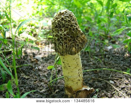 mushroom Veselkathe fruit is a white porous stem with a noble simplicity hat covered with mucus