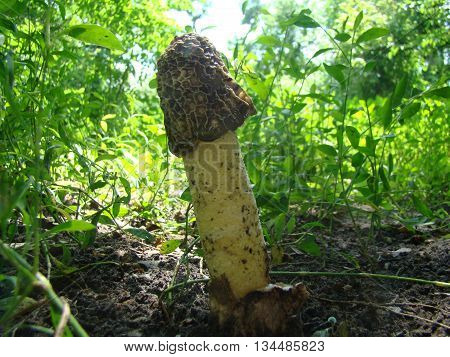 mushroom Veselkathe fruit is a white porous stem with a noble simplicity hat covered with mucus