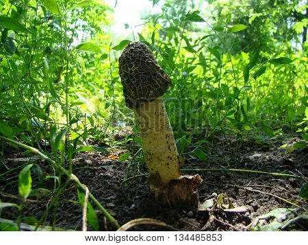 mushroom Veselkathe fruit is a white porous stem with a noble simplicity hat covered with mucus