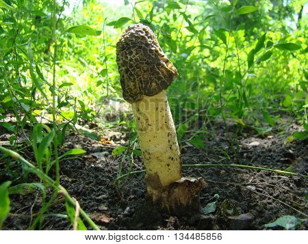 mushroom Veselkathe fruit is a white porous stem with a noble simplicity hat covered with mucus