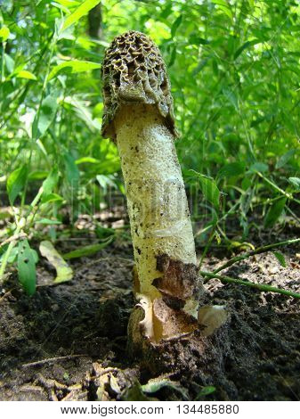 mushroom Veselkathe fruit is a white porous stem with a noble simplicity hat covered with mucus